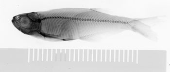 Media type: image;   Ichthyology 59390 Aspect: lateral,description